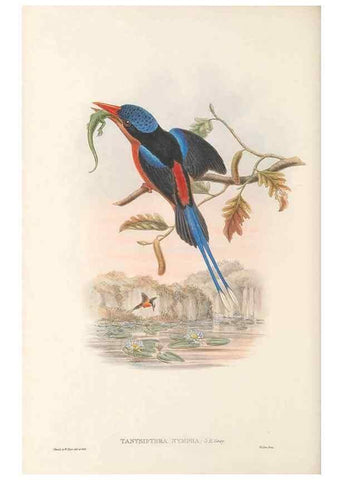 Reproducción/Reproduction 48766029918: The birds of New Guinea and the adjacent Papuan islands. London :Henry Sotheran & Co.,1875-1888.. 