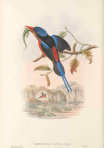 Reproducción/Reproduction 48766029918: The birds of New Guinea and the adjacent Papuan islands. London :Henry Sotheran & Co.,1875-1888.. 
