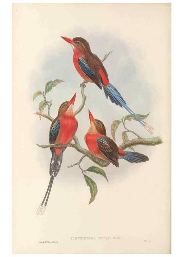 Reproducción/Reproduction 48766030173: The birds of New Guinea and the adjacent Papuan islands. London :Henry Sotheran & Co.,1875-1888.. 