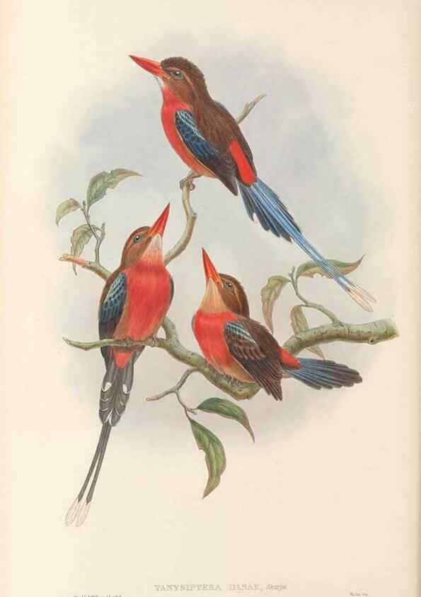Reproducción/Reproduction 48766030173: The birds of New Guinea and the adjacent Papuan islands. London :Henry Sotheran & Co.,1875-1888.. 