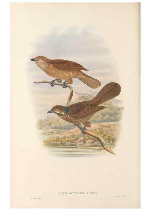 Reproducción/Reproduction 48766027468: The birds of New Guinea and the adjacent Papuan islands. London :Henry Sotheran & Co.,1875-1888.. 