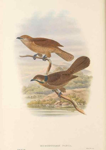 Reproducción/Reproduction 48766027468: The birds of New Guinea and the adjacent Papuan islands. London :Henry Sotheran & Co.,1875-1888.. 