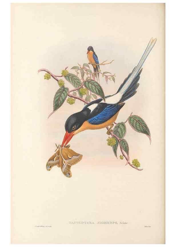 Reproducción/Reproduction 48766362736: The birds of New Guinea and the adjacent Papuan islands. London :Henry Sotheran & Co.,1875-1888.. 