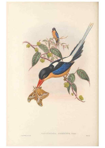 Reproducción/Reproduction 48766362736: The birds of New Guinea and the adjacent Papuan islands. London :Henry Sotheran & Co.,1875-1888.. 