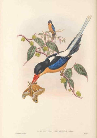 Reproducción/Reproduction 48766362736: The birds of New Guinea and the adjacent Papuan islands. London :Henry Sotheran & Co.,1875-1888.. 