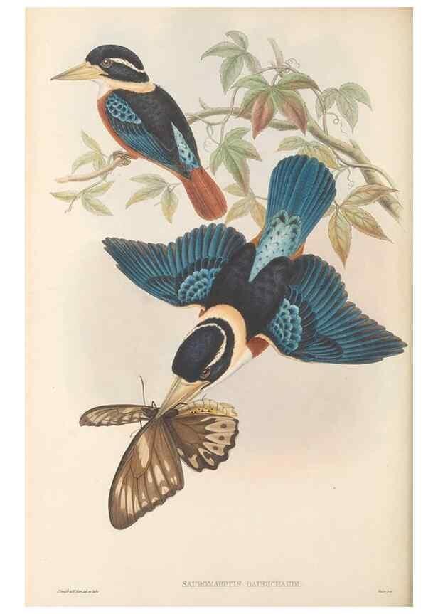 Reproducción/Reproduction 48766564627: The birds of New Guinea and the adjacent Papuan islands. London :Henry Sotheran & Co.,1875-1888.. 