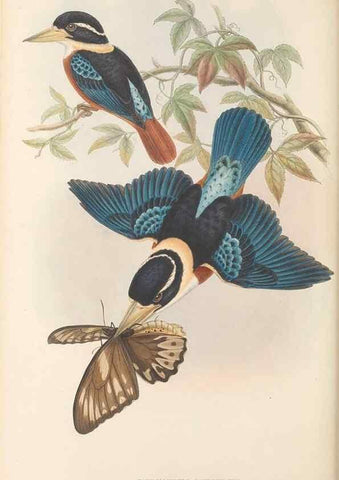 Reproducción/Reproduction 48766564627: The birds of New Guinea and the adjacent Papuan islands. London :Henry Sotheran & Co.,1875-1888.. 
