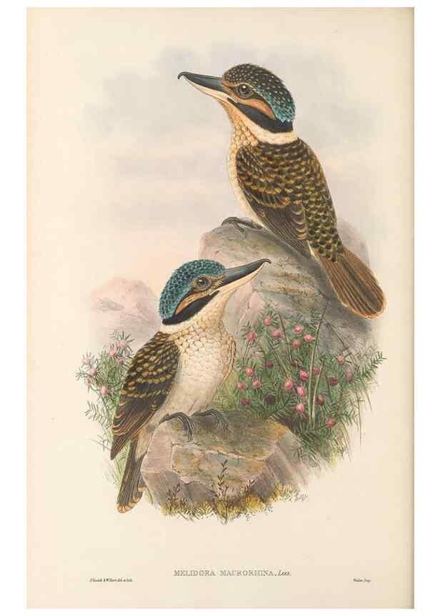 Reproducción/Reproduction 48766031548: The birds of New Guinea and the adjacent Papuan islands. London :Henry Sotheran & Co.,1875-1888.. 