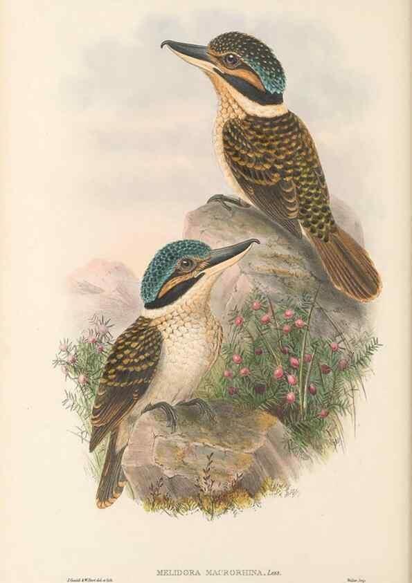 Reproducción/Reproduction 48766031548: The birds of New Guinea and the adjacent Papuan islands. London :Henry Sotheran & Co.,1875-1888.. 