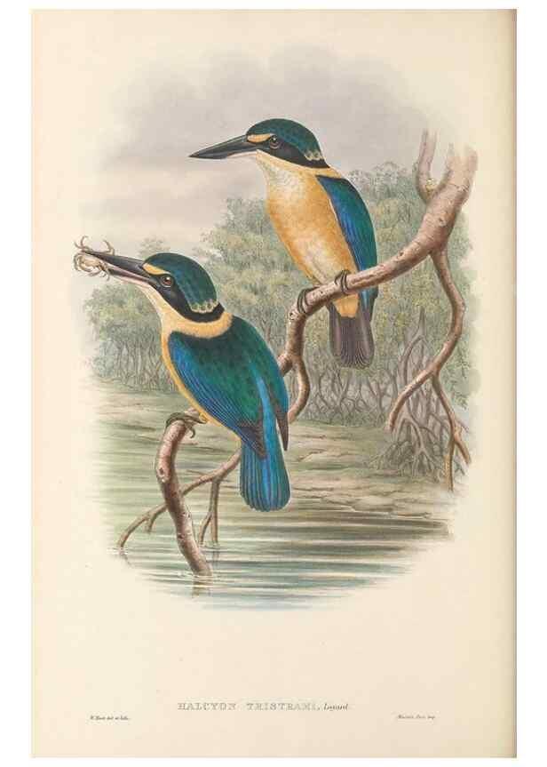 Reproducción/Reproduction 48766363956: The birds of New Guinea and the adjacent Papuan islands. London :Henry Sotheran & Co.,1875-1888.. 