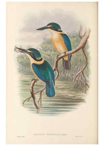Reproducción/Reproduction 48766363956: The birds of New Guinea and the adjacent Papuan islands. London :Henry Sotheran & Co.,1875-1888.. 