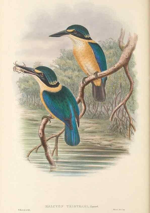 Reproducción/Reproduction 48766363956: The birds of New Guinea and the adjacent Papuan islands. London :Henry Sotheran & Co.,1875-1888.. 