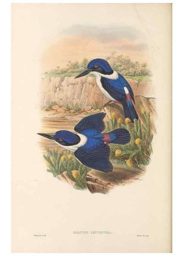 Reproducción/Reproduction 48766032138: The birds of New Guinea and the adjacent Papuan islands. London :Henry Sotheran & Co.,1875-1888.. 