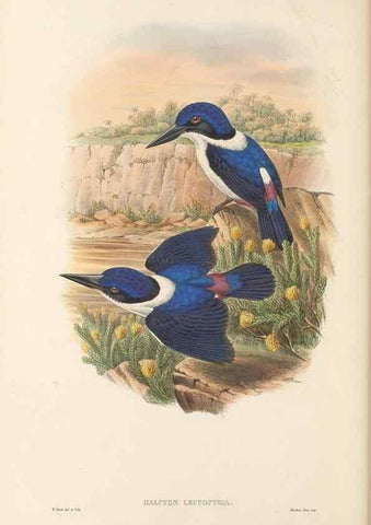 Reproducción/Reproduction 48766032138: The birds of New Guinea and the adjacent Papuan islands. London :Henry Sotheran & Co.,1875-1888.. 