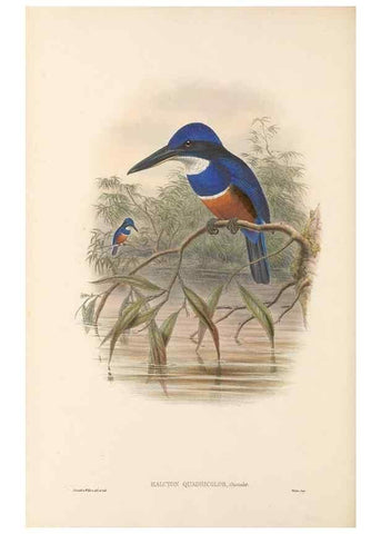Reproducción/Reproduction 48766565807: The birds of New Guinea and the adjacent Papuan islands. London :Henry Sotheran & Co.,1875-1888.. 