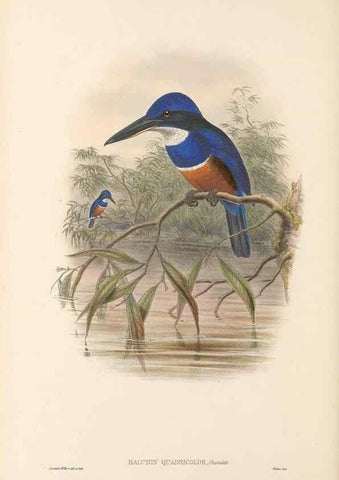 Reproducción/Reproduction 48766565807: The birds of New Guinea and the adjacent Papuan islands. London :Henry Sotheran & Co.,1875-1888.. 