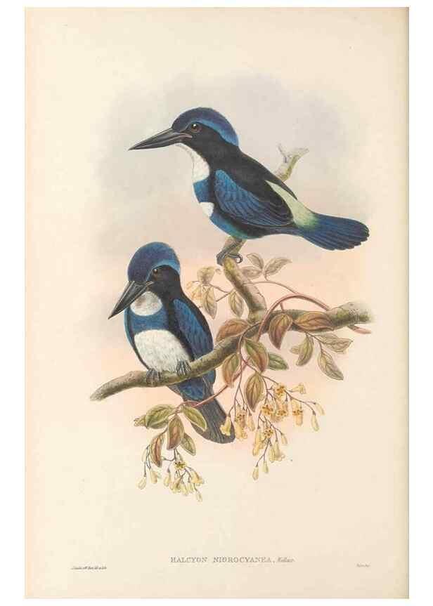 Reproducción/Reproduction 48766032698: The birds of New Guinea and the adjacent Papuan islands. London :Henry Sotheran & Co.,1875-1888.. 