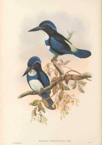 Reproducción/Reproduction 48766032698: The birds of New Guinea and the adjacent Papuan islands. London :Henry Sotheran & Co.,1875-1888.. 