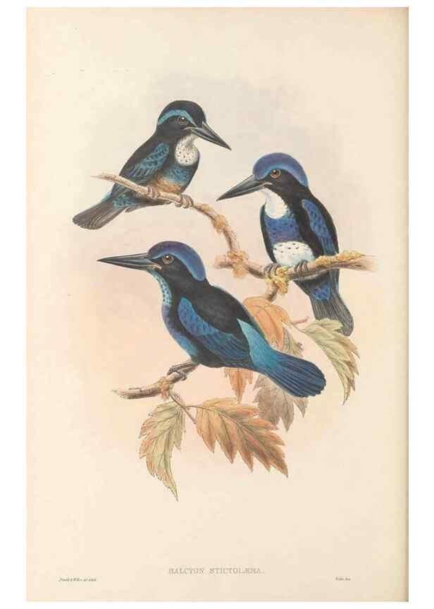 Reproducción/Reproduction 48766566322: The birds of New Guinea and the adjacent Papuan islands. London :Henry Sotheran & Co.,1875-1888.. 