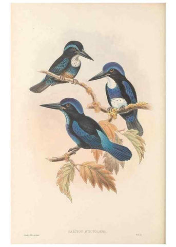 Reproducción/Reproduction 48766566322: The birds of New Guinea and the adjacent Papuan islands. London :Henry Sotheran & Co.,1875-1888.. 