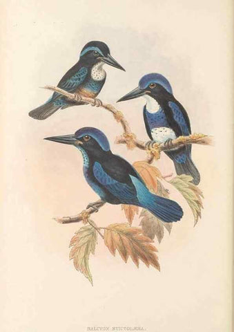 Reproducción/Reproduction 48766566322: The birds of New Guinea and the adjacent Papuan islands. London :Henry Sotheran & Co.,1875-1888.. 