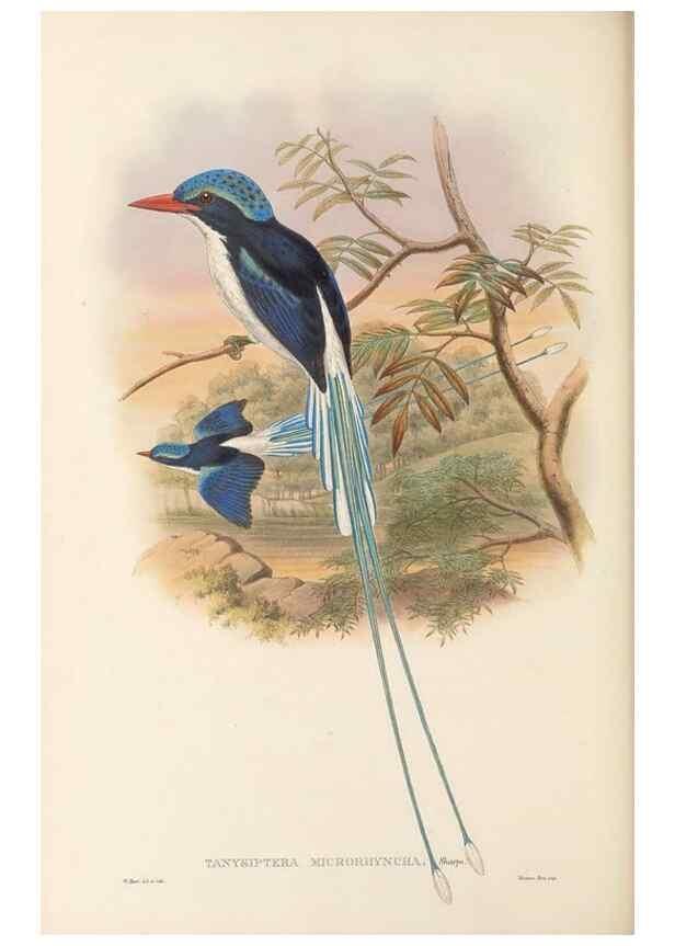 Reproducción/Reproduction 48766363021: The birds of New Guinea and the adjacent Papuan islands. London :Henry Sotheran & Co.,1875-1888.. 