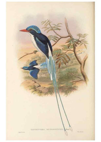 Reproducción/Reproduction 48766363021: The birds of New Guinea and the adjacent Papuan islands. London :Henry Sotheran & Co.,1875-1888.. 