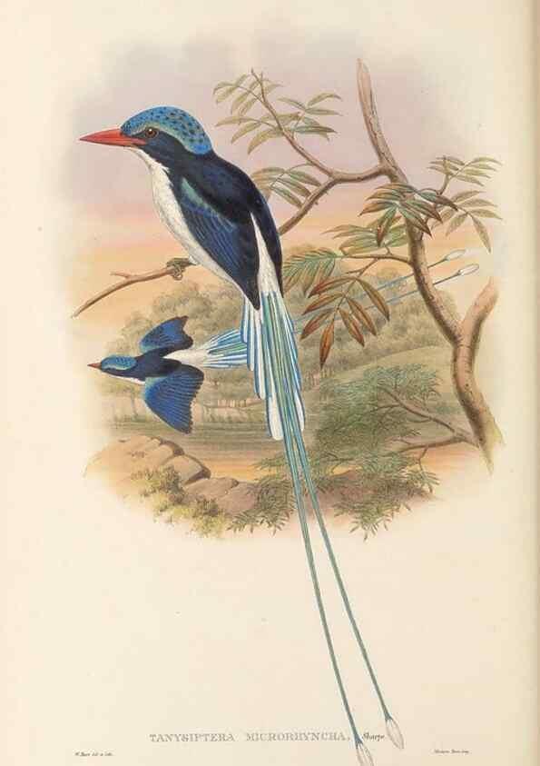 Reproducción/Reproduction 48766363021: The birds of New Guinea and the adjacent Papuan islands. London :Henry Sotheran & Co.,1875-1888.. 