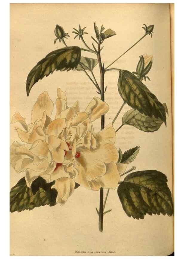 Reproducción/Reproduction 48755503581: The botanical cabinet. London :John & Arthur Arch ...,1817-1833.. 