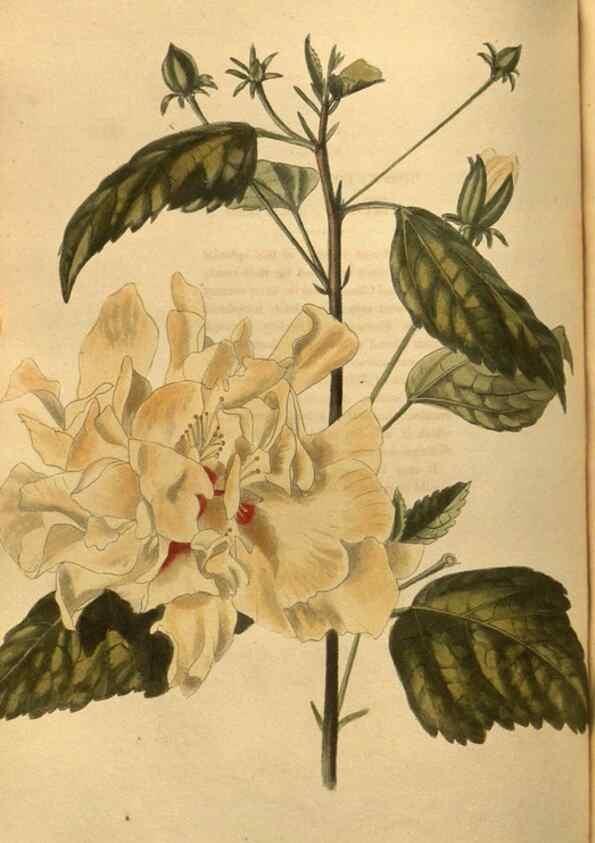 Reproducción/Reproduction 48755503581: The botanical cabinet. London :John & Arthur Arch ...,1817-1833.. 