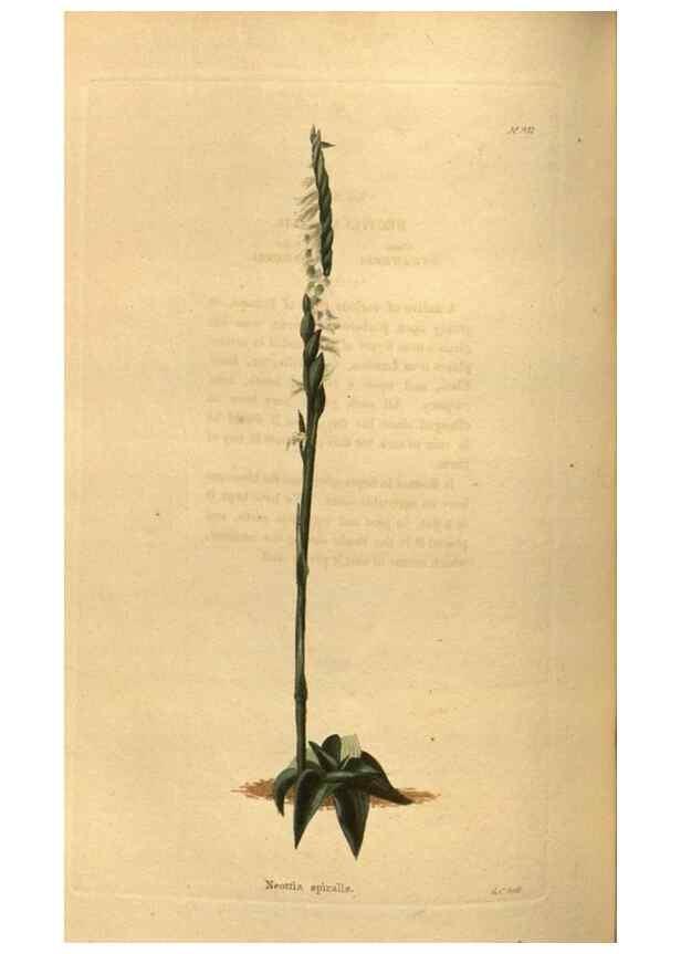 Reproducción/Reproduction 48755699092: The botanical cabinet. London :John & Arthur Arch ...,1817-1833.. 