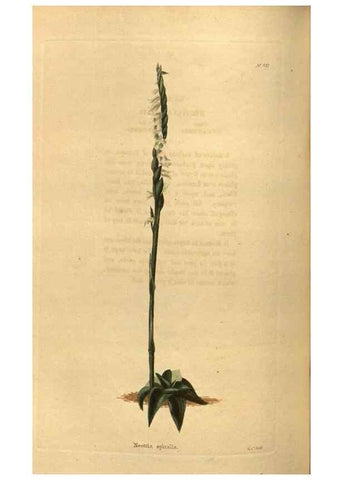 Reproducción/Reproduction 48755699092: The botanical cabinet. London :John & Arthur Arch ...,1817-1833.. 