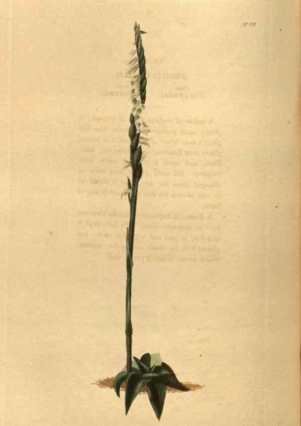 Reproducción/Reproduction 48755699092: The botanical cabinet. London :John & Arthur Arch ...,1817-1833.. 