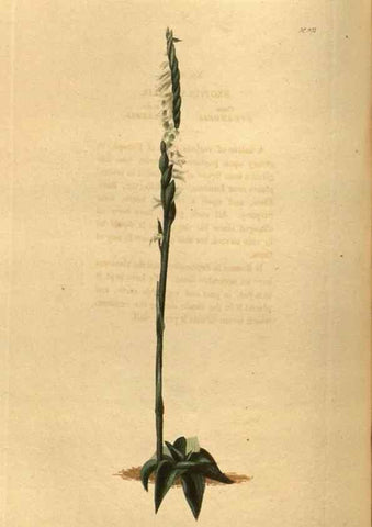 Reproducción/Reproduction 48755699092: The botanical cabinet. London :John & Arthur Arch ...,1817-1833.. 