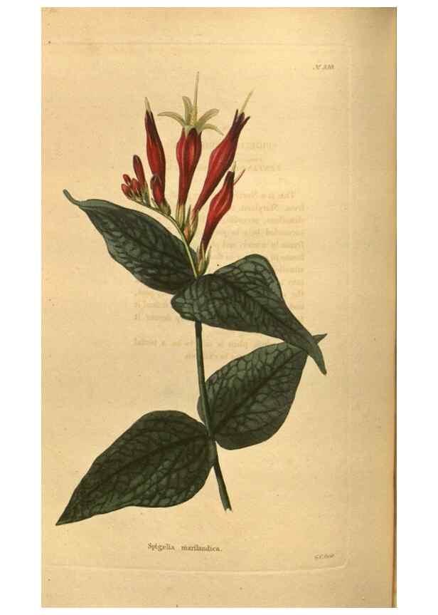 Reproducción/Reproduction 48755502621: The botanical cabinet. London :John & Arthur Arch ...,1817-1833.. 