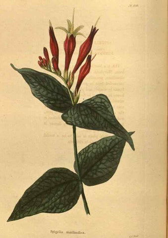 Reproducción/Reproduction 48755502621: The botanical cabinet. London :John & Arthur Arch ...,1817-1833.. 