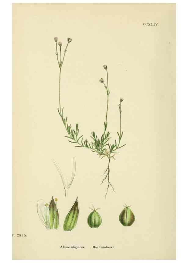 Reproducción/Reproduction 48754912813: English botany, or, Coloured figures of British plants /. London :R. Hardwicke,1863-1886.. 