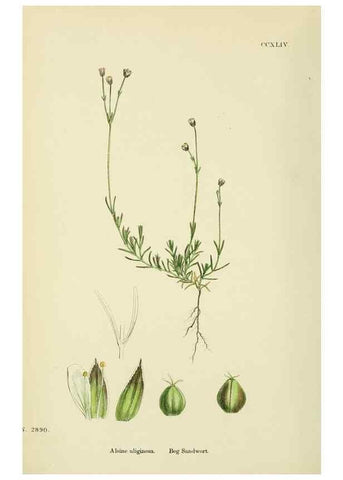 Reproducción/Reproduction 48754912813: English botany, or, Coloured figures of British plants /. London :R. Hardwicke,1863-1886.. 
