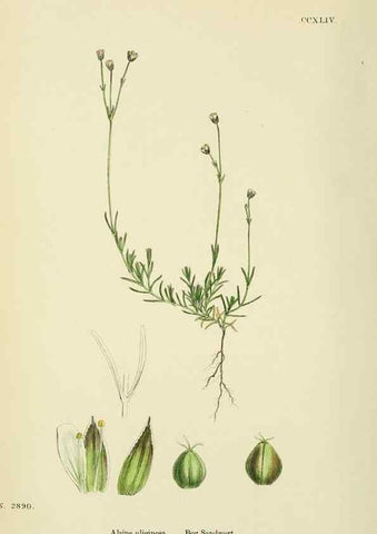 Reproducción/Reproduction 48754912813: English botany, or, Coloured figures of British plants /. London :R. Hardwicke,1863-1886.. 