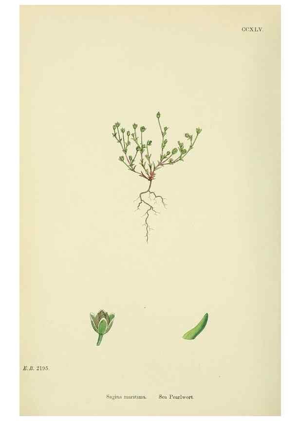 Reproducción/Reproduction 48755428697: English botany, or, Coloured figures of British plants /. London :R. Hardwicke,1863-1886.. 