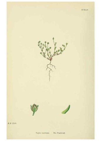 Reproducción/Reproduction 48755428697: English botany, or, Coloured figures of British plants /. London :R. Hardwicke,1863-1886.. 