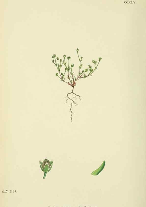 Reproducción/Reproduction 48755428697: English botany, or, Coloured figures of British plants /. London :R. Hardwicke,1863-1886.. 
