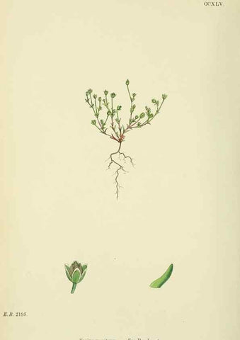 Reproducción/Reproduction 48755428697: English botany, or, Coloured figures of British plants /. London :R. Hardwicke,1863-1886.. 