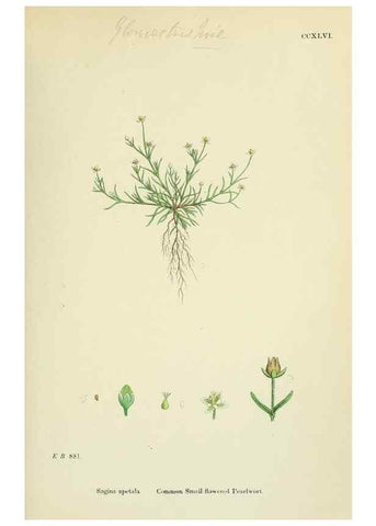 Reproducción/Reproduction 48755429002: English botany, or, Coloured figures of British plants /. London :R. Hardwicke,1863-1886.. 