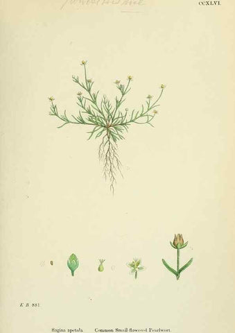 Reproducción/Reproduction 48755429002: English botany, or, Coloured figures of British plants /. London :R. Hardwicke,1863-1886.. 