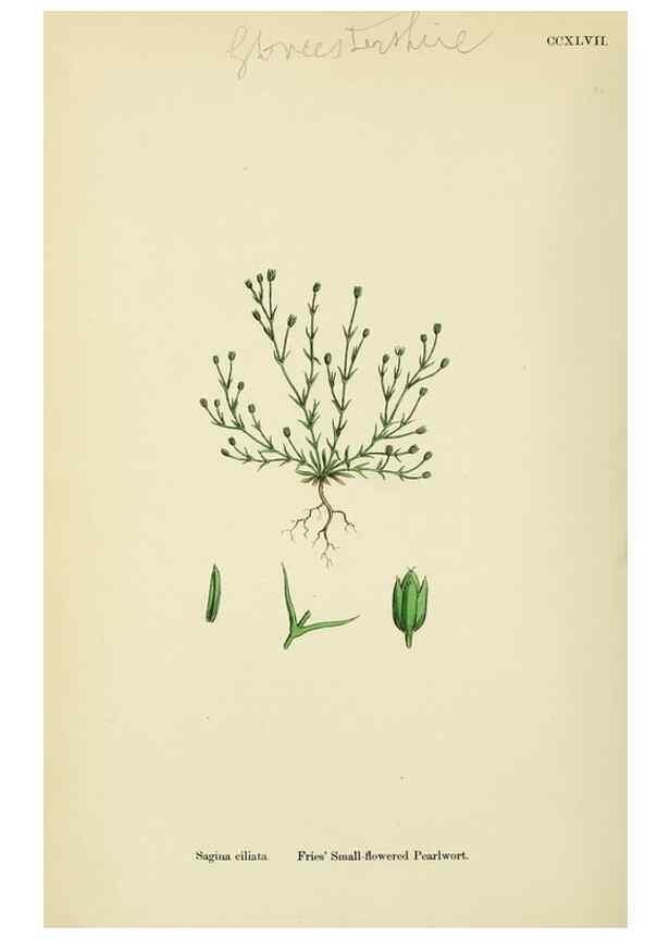 Reproducción/Reproduction 48754913853: English botany, or, Coloured figures of British plants /. London :R. Hardwicke,1863-1886.. 