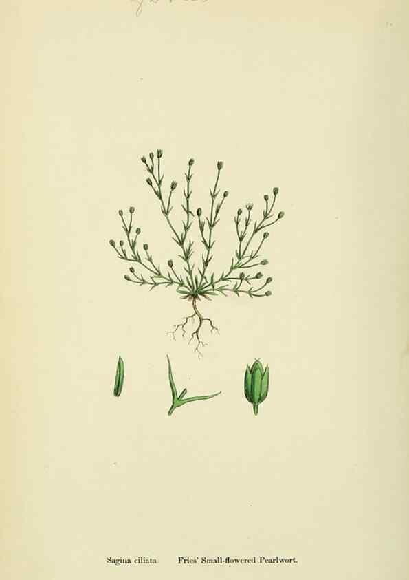 Reproducción/Reproduction 48754913853: English botany, or, Coloured figures of British plants /. London :R. Hardwicke,1863-1886.. 