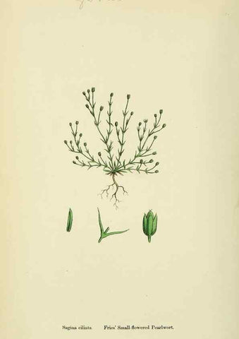 Reproducción/Reproduction 48754913853: English botany, or, Coloured figures of British plants /. London :R. Hardwicke,1863-1886.. 