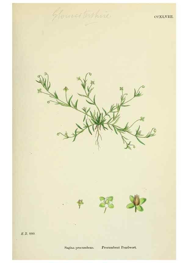 Reproducción/Reproduction 48754914158: English botany, or, Coloured figures of British plants /. London :R. Hardwicke,1863-1886.. 