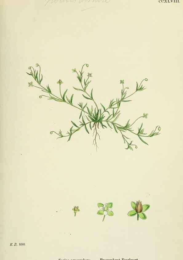 Reproducción/Reproduction 48754914158: English botany, or, Coloured figures of British plants /. London :R. Hardwicke,1863-1886.. 